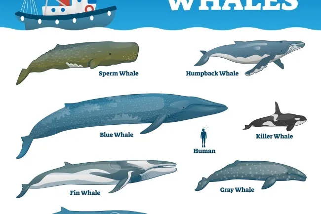 Types of Whales and Their Uses...!!!