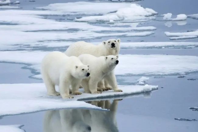 "Remarkable Polar Bears: Adaptation, Behavior, and Conservation...!!!