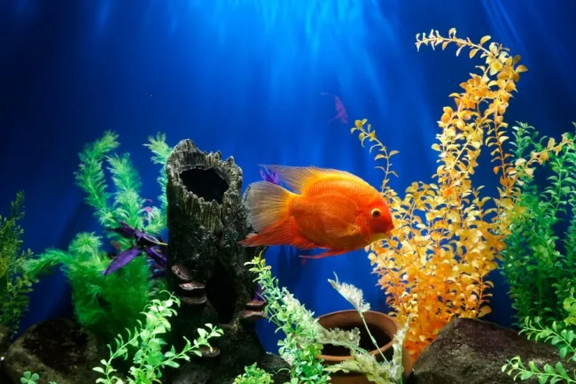 Types of Aquarium Fish and Their Colors...!!!