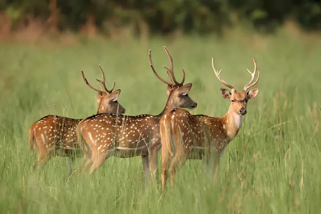 The World of Deer: Diet and Diverse Species Explored...!!!