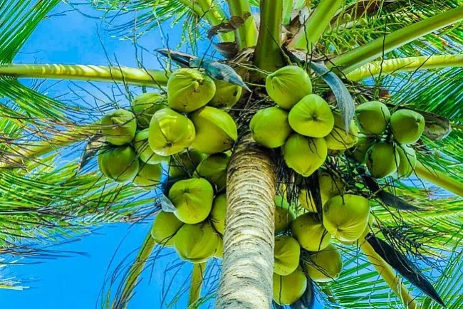 The Coconut Tree: A Symbol of Versatility and Sustainability...!!!