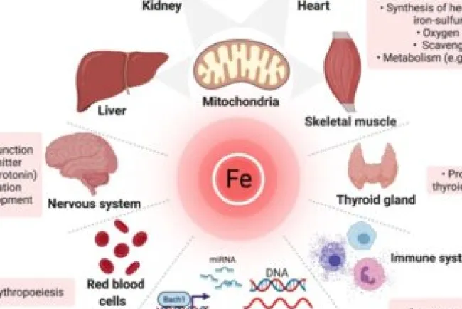The Indispensable Role of Iron: Versatility and Innovation...!!!