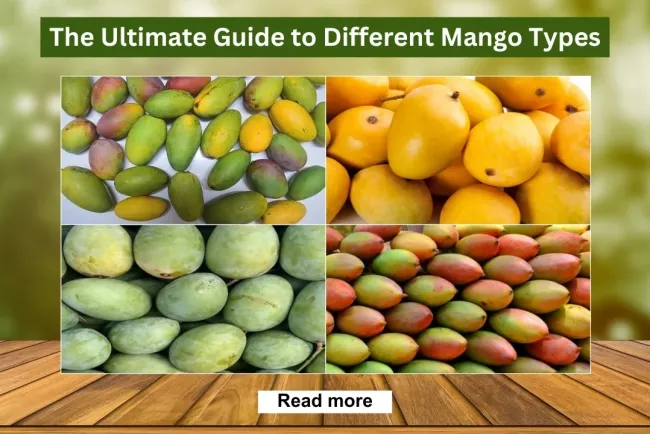Exploring Mango Varieties and Their Pickles: A Flavorful Guide...!!!