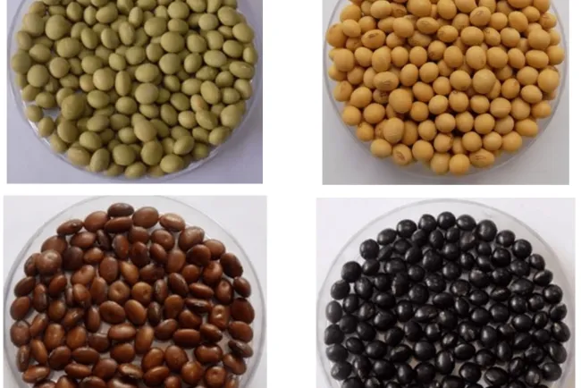 Soybeans: An In-Depth Exploration...!!!