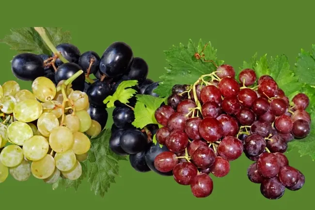 The Marvels of Grapes: Culinary and Nutritional Benefits...!!!