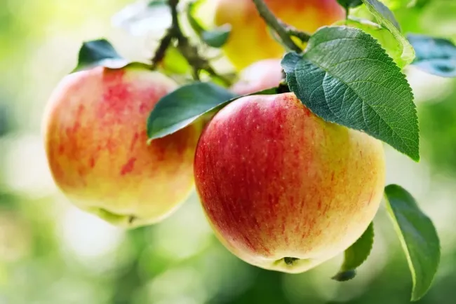 Apple Adventures: Exploring the Diversity and Delight of This Versatile Fruit...!!!