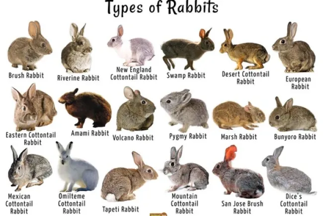Rabbits: Discover the Stunning Diversity in Breeds, Colors, and Patterns...!!!