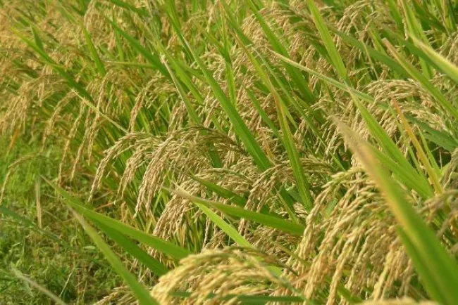 From Fields to Future: Innovations in Paddy Cultivation...!!!
