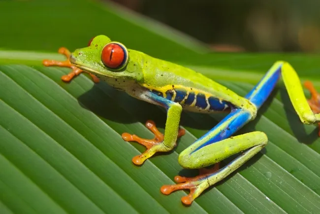 The Vital Role of Frogs: Nature's Ecological and Scientific Marvels...!!!