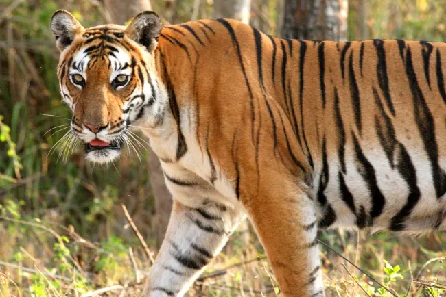 Tigers: Icons of Strength and Elegance in the Animal Kingdom...!!!