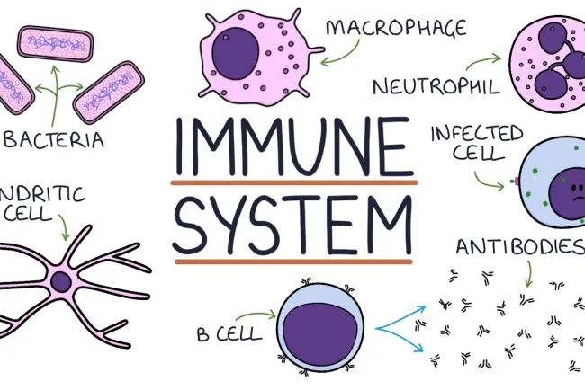 Human Immune System: Guardians Against Harmful Invaders...!!!