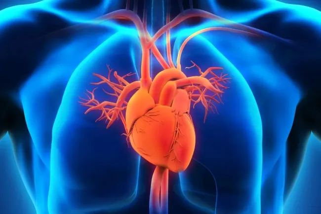 The Heart: The Lifeline of the Human Body...!!!