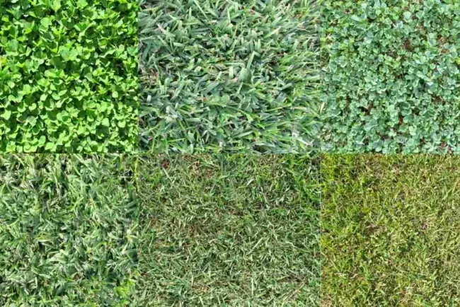 Versatile Grasses: From Lawns to Livestock, Understanding Their Uses...!!!