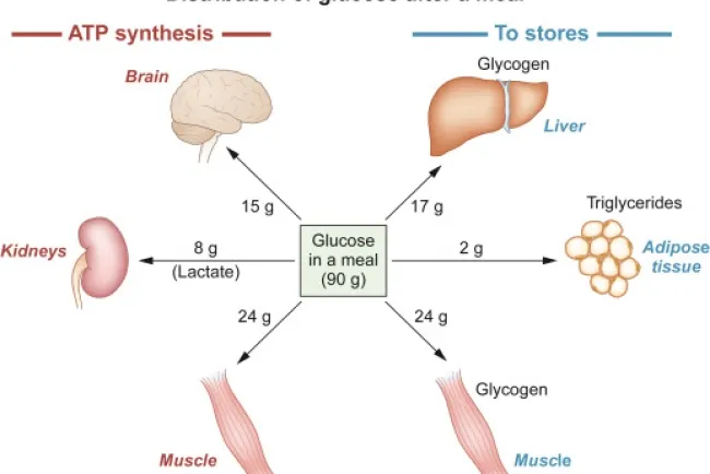 Making of Glucose and Its Uses...!!!