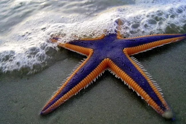 Marvels of the Deep: The Intriguing World of Starfish...!!!