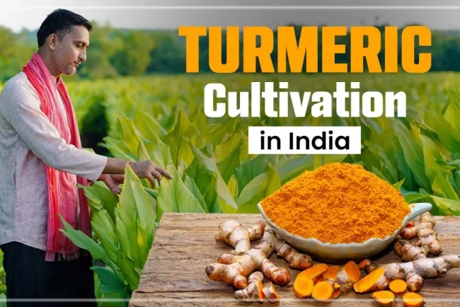 The Journey of Turmeric: From Farm to Household Uses...!!!