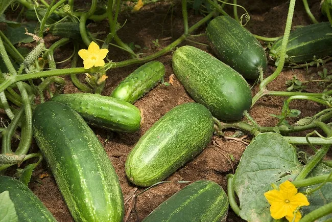 The Benefits and Uses of Cucumber (Keera)...!!!