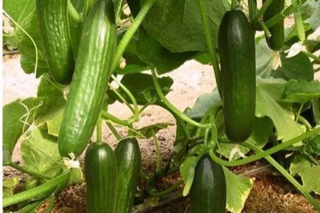 Cultivation of Cucumber...!!!