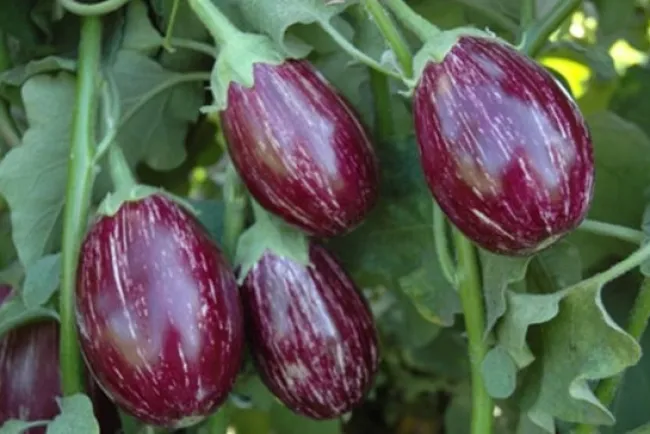 Brinjal (Eggplant) Cultivation and Uses...!!!