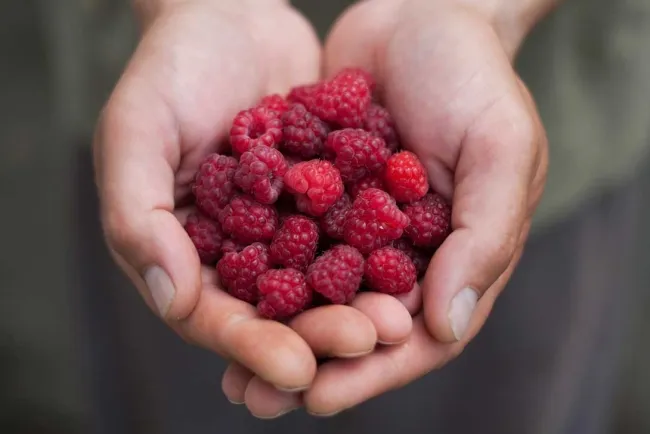 Uses of Raspberries...!!!