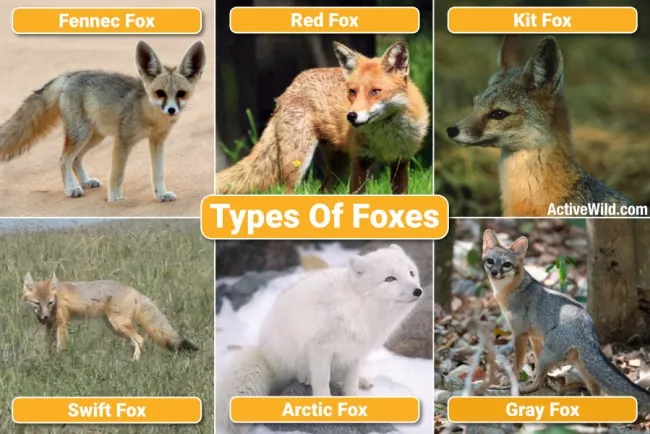 The Ecological Significance of Foxes: Guardians of Ecosystem Balance...!!!