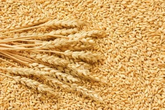 Wheat: A Globally Significant Staple Crop...!!!