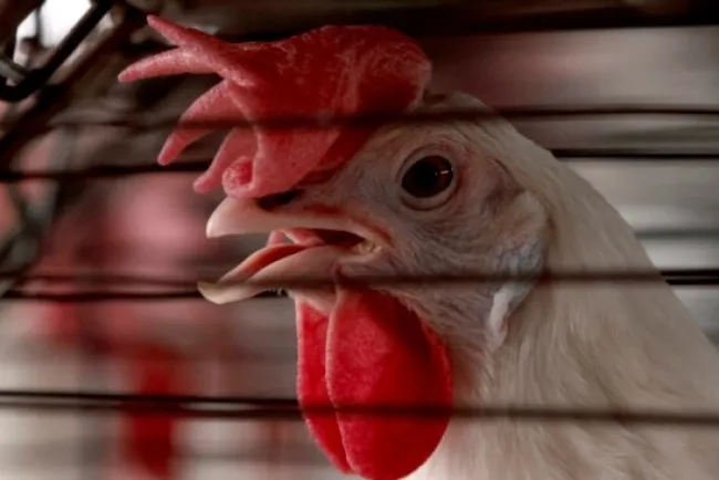 H5N1 Avian Influenza Outbreak: A Growing Global Threat to Humans, Livestock, and Wildlife