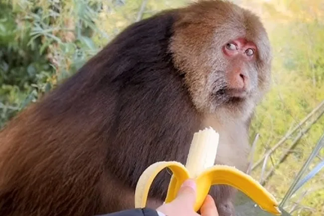 Monkeys: Fascinating and Intelligent Primates...!!!