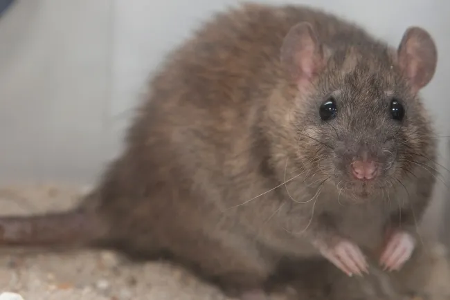 Rats: Intelligent and Adaptable Rodents...!!!