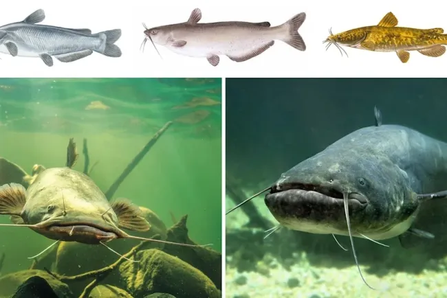 Catfish: Types and Uses...!!!