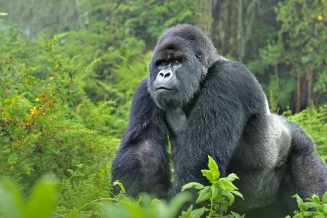 Gorillas: An In-Depth Look at Their Characteristics and Contributions...!!!