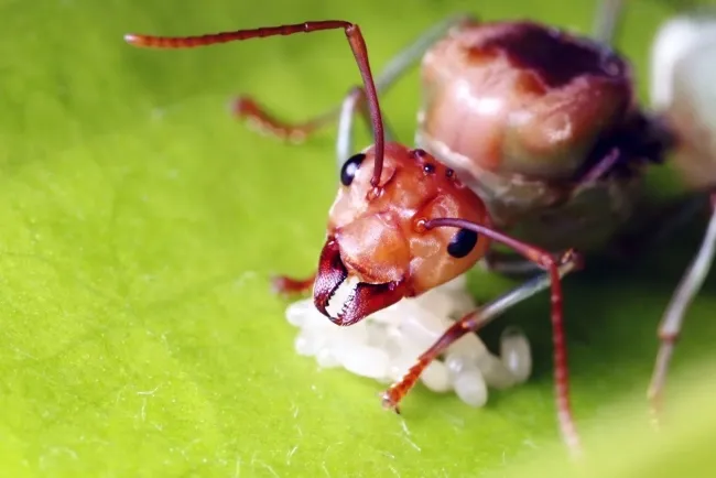 Ants: Fascinating and Highly Social Insects...!!!