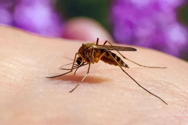 Mosquitoes: Fascinating Yet Troublesome Insects...!!!
