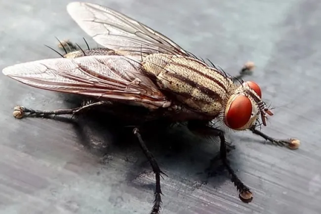 The Housefly: An Unassuming yet Intriguing Insect...!!!