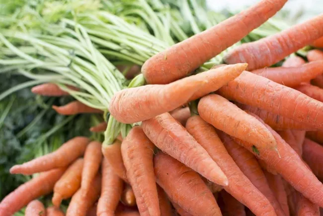 Carrot Cultivation...!!!