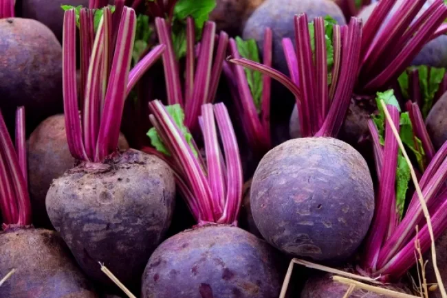 Beetroot Cultivation...!!!