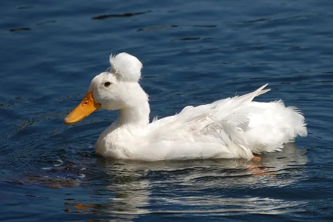 Ducks: Diverse, Adaptable, and Vital to Ecosystems Worldwide...!!!