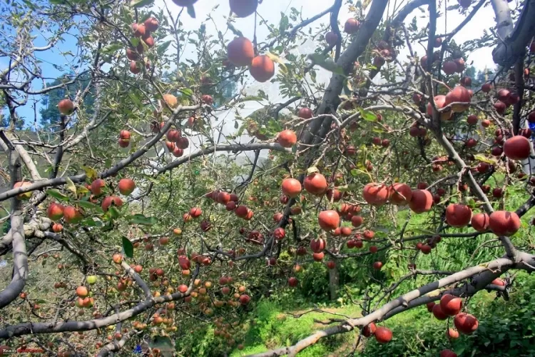 Shimla Apples: The Jewel of Himachal Pradesh...!!!