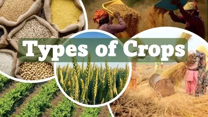 Comprehensive Guide to Cultivating Different Crops...!!!