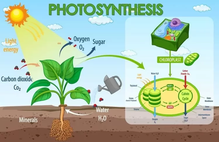 The Essence of Photosynthesis: Fueling Life on Earth...!!!