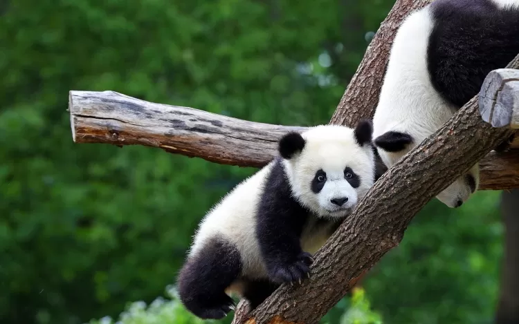 "Pandas: Nature’s black-and-white wonder."