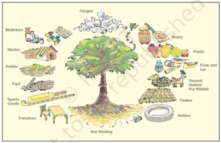 Trees and Their Uses: A Vital Resource...!!!