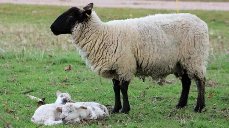 Sheep: Breeds and Their Unique Characteristics...!!!