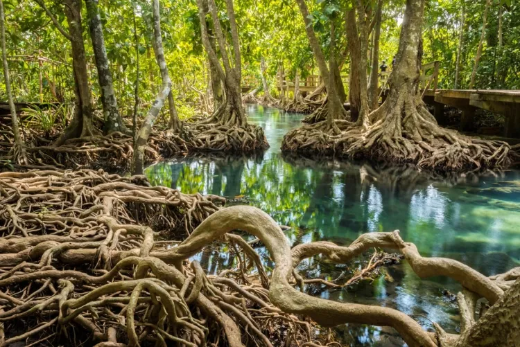 Mangrove Forests: Nature's Coastal Guardians...!!!