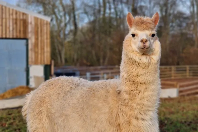 Alpacas: Gentle Creatures with Luxurious Fiber...!!!