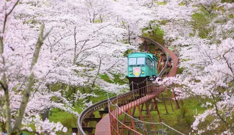 Sakura Season: A Cultural Celebration in Japan...!!!