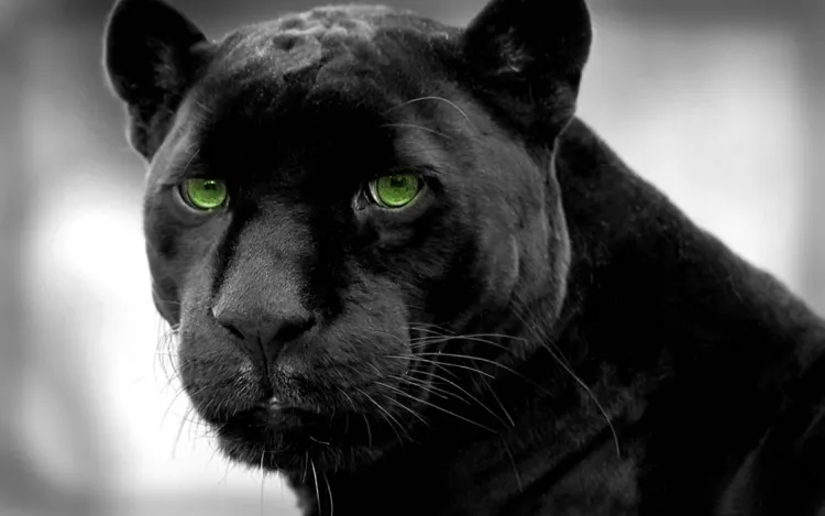 Unveiling the Mystery of Black Panthers...!!!