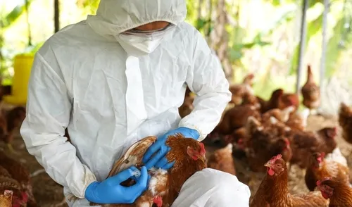 Scientists Sound Alarm as H5N1 Bird Flu Shows Signs of Dangerous Adaptation