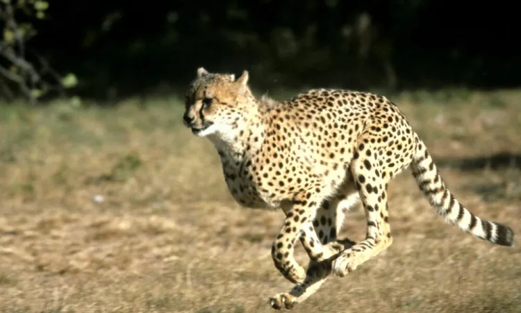 Cheetah Chronicles: The Fastest Land Animal's Journey...!!!