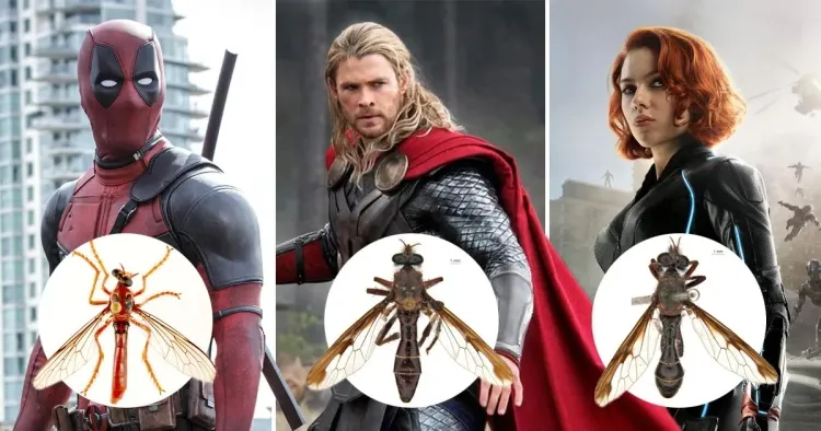 Australia's Marvel-Inspired Fly Species: A Tribute to Superheroes in the Insect World